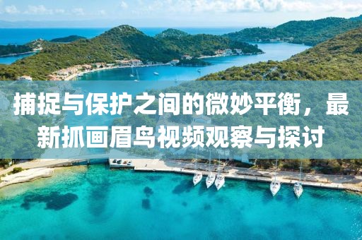 捕捉与保护之间的微妙平衡，最新抓画眉鸟视频观察与探讨