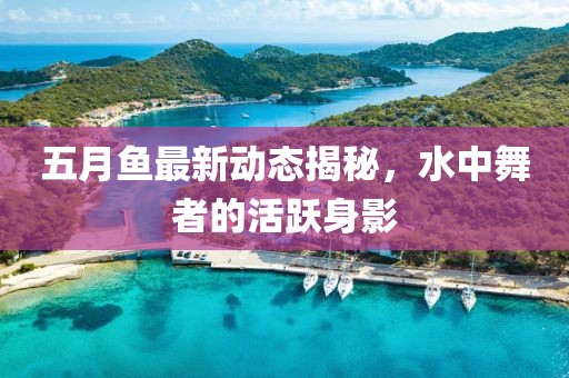 五月鱼最新动态揭秘，水中舞者的活跃身影