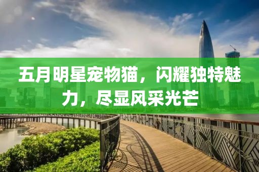 五月明星宠物猫，闪耀独特魅力，尽显风采光芒