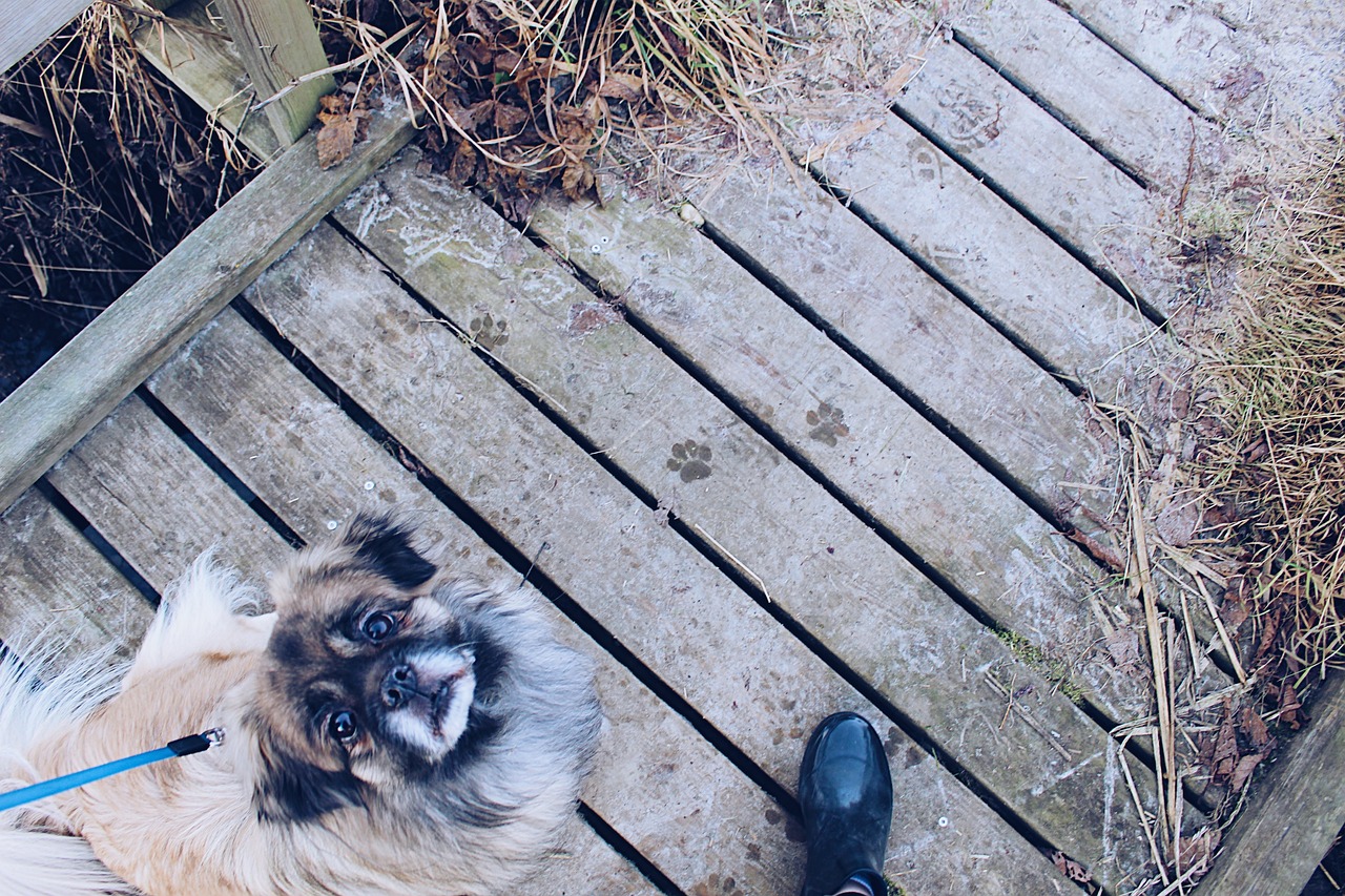 揭秘最新狗语者，人与犬之间的深度交流之道